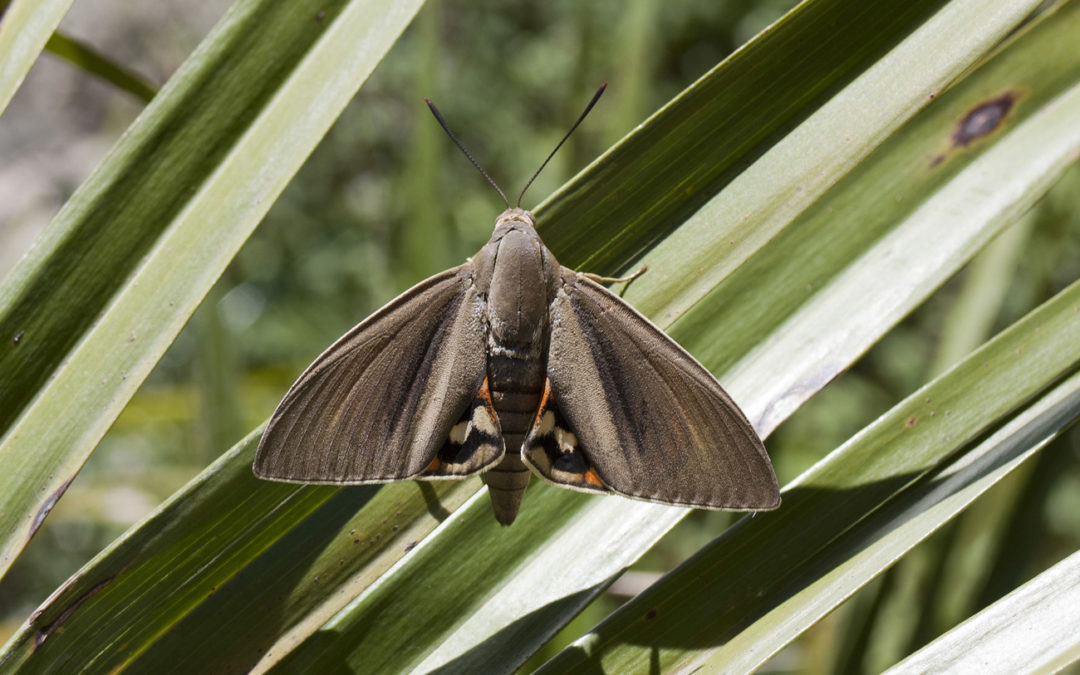 Papillon du Palmier