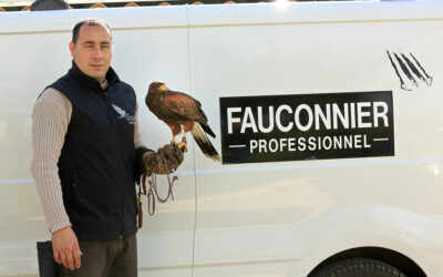 Intervention sanitaire de régulation de colonies de pigeons dans le centre-ville par un fauconnier professionnel.