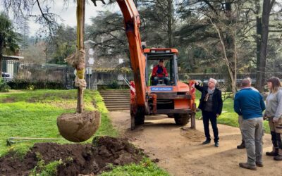 De nouveaux arbres dans le parc municipal