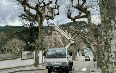 Élagage des arbres de la commune