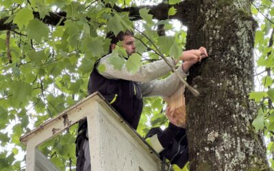 Des nichoirs pour les oiseaux du parc !