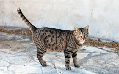 Campagne de stérilisation des chats errants – rue Jean Jaurès, du 22 au 30 juin 2026